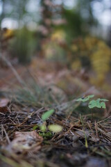 European forest close up in autumn