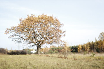 European forest close up in autumn