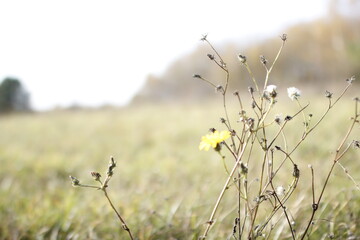 Flowers on the field close up