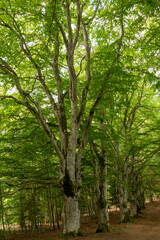 arbre ,foret, chemin