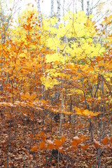 Beech forest in the Autumn