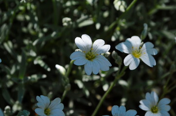 Gypsophila flowers is beautiful flower in tarnation family on floral nature backgrounds. Сlose up