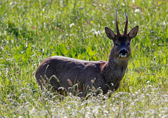Male roe deer grazing in a meadow 