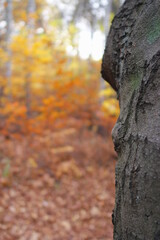 Beech forest in the Autumn