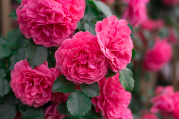 Pink roses. Background of blooming roses. garden of roses. Nature.