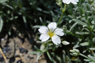 Gypsophila flowers is beautiful flower in tarnation family on floral nature backgrounds. Сlose up