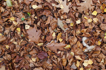Golden Autumn in Poland
