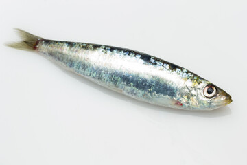 Sardine is a healthy fish