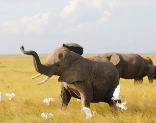 Elephants in Amboseli Nationalpark, Kenya, Africa .