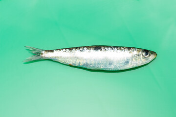 Sardine is a healthy fish
