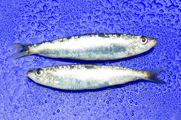 Sardine is a healthy fish