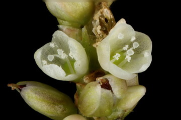Redshank (Persicaria maculosa). Inflorescence Detail Closeup