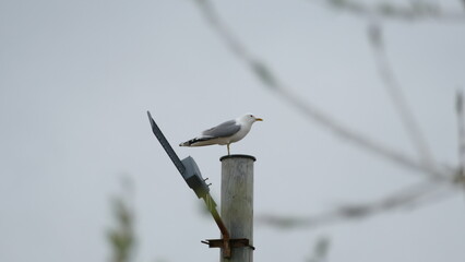 a gull bird sits on a post