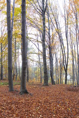 Beech forest in the Autumn