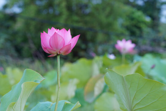 Close up of pink water lotus in the pond