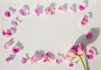 Trendy layout with peony pink flower and peony petal, on white background. Minimal spring concept in hard light and shadow. Floral garden design.