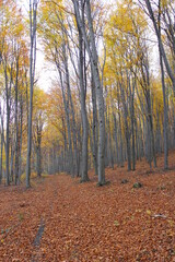 Beech forest in the Autumn