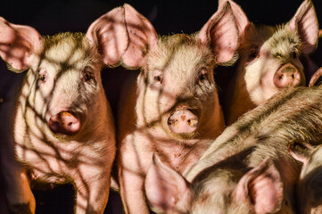 Little group of dirty curious piglets in the shadow close up