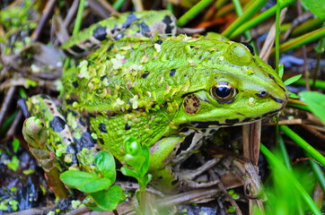 Green Frog, Lithobates clamitans, on log in a pond