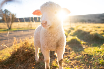 beautiful lamb