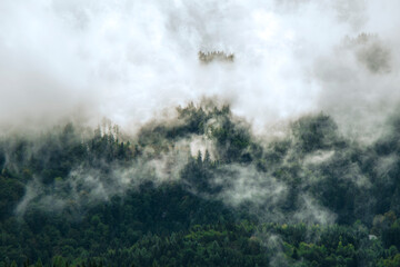 Photo of beautiful moody misty green coniferous forests in Alps