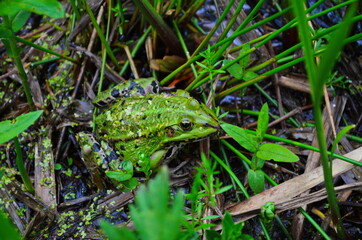 Green Frog, Lithobates clamitans, on log in a pond
