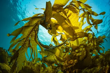 Foto op Plexiglas Seaweed and Sunlight © divedog