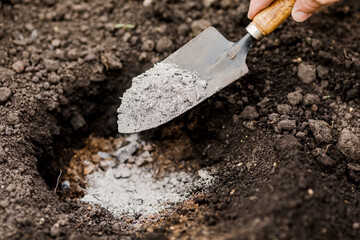 The farmer gives fertilizer to young plants. A hand holds a shovel and fertilize seedlings in an...