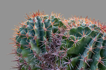cactus closeup