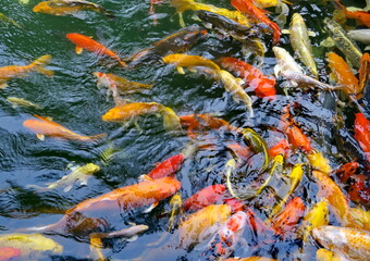 Fototapeta na wymiar Poissons rouges dans un bassin. Thailande..