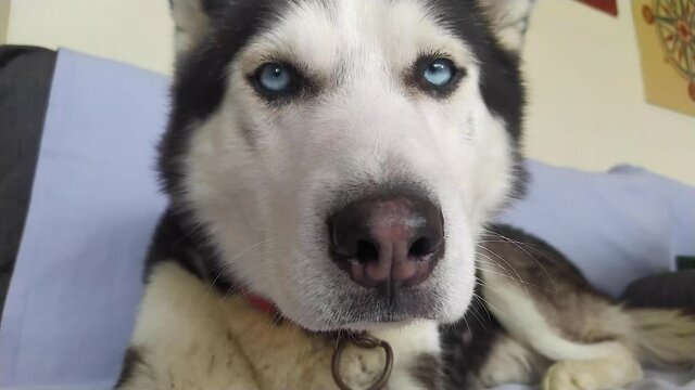 husky dog face close up, lo01