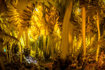 Seaweed and Sunlight © divedog