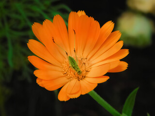 A small green grasshopper sits on a flower in the park Kamenetz-Podolsk