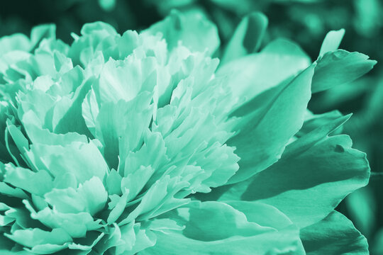 Aquamarine wallpaper or backdrop from flower petals. Turquoise tinted floral background. Peony flowering close-up. Natural menthol color pattern