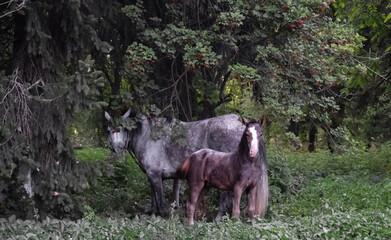 Horse with a foal near a tree in a park