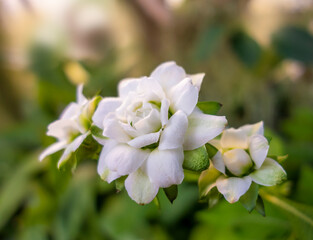 white flowers closeup