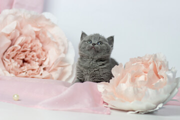 British shorthair kitten posing on a pink background. Cute cat. Pet life