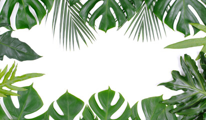 frame of tropical palm and monstera leaves