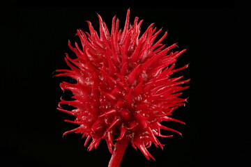 Castor-Oil Plant (Ricinus communis). Fruit Closeup