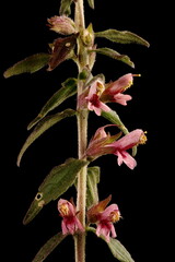 Obraz premium Red Bartsia (Odontites vulgaris). Inflorescence Detail Closeup