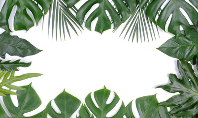 frame of tropical palm and monstera leaves