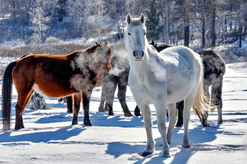 A herd of free horses grazes in a meadow near a snowy forest on a frosty foggy morning