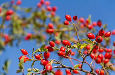 dog-rose fruits