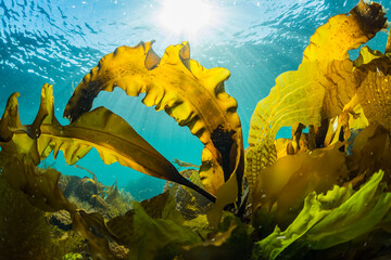Seaweed and Sunlight - obrazy, fototapety, plakaty