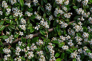 Cotoneaster horizontalis. Griñolera con flores de pétalos blancos. 