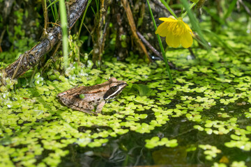 Little beautiful frog sits on seaweed near a yellow flower