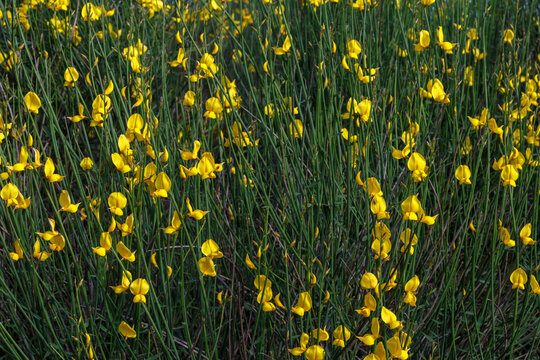 Spartium junceum. Retama de Olor con flores amarillas.