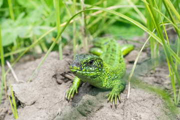 A large green lizard lies on the sand in the shade near the grass and hunts
