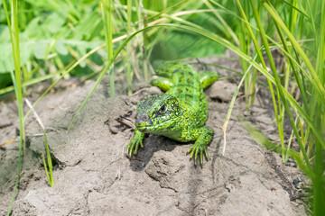 A large beautiful green lizard lies on the sand under the sun near the grass and hunts