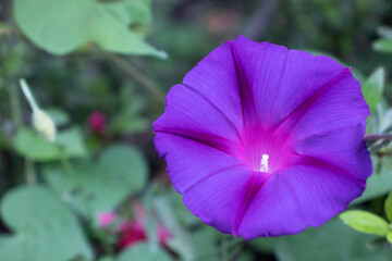 Fototapeta premium 濃い紫の一輪の朝顔